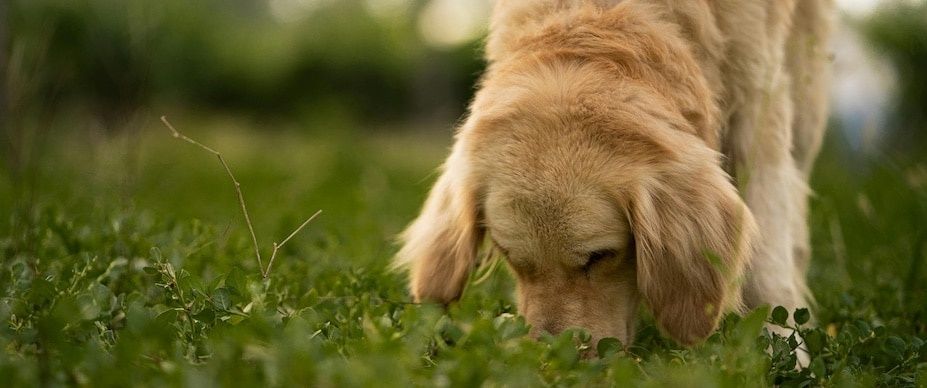 Golden retriever snuffelt aandachtig tussen het gras