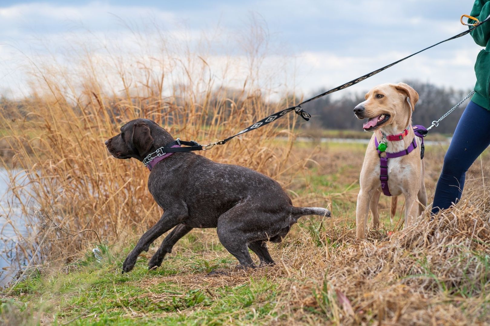 Twee aangelijnde honden tonen verschillend gedrag in een natuurgebied