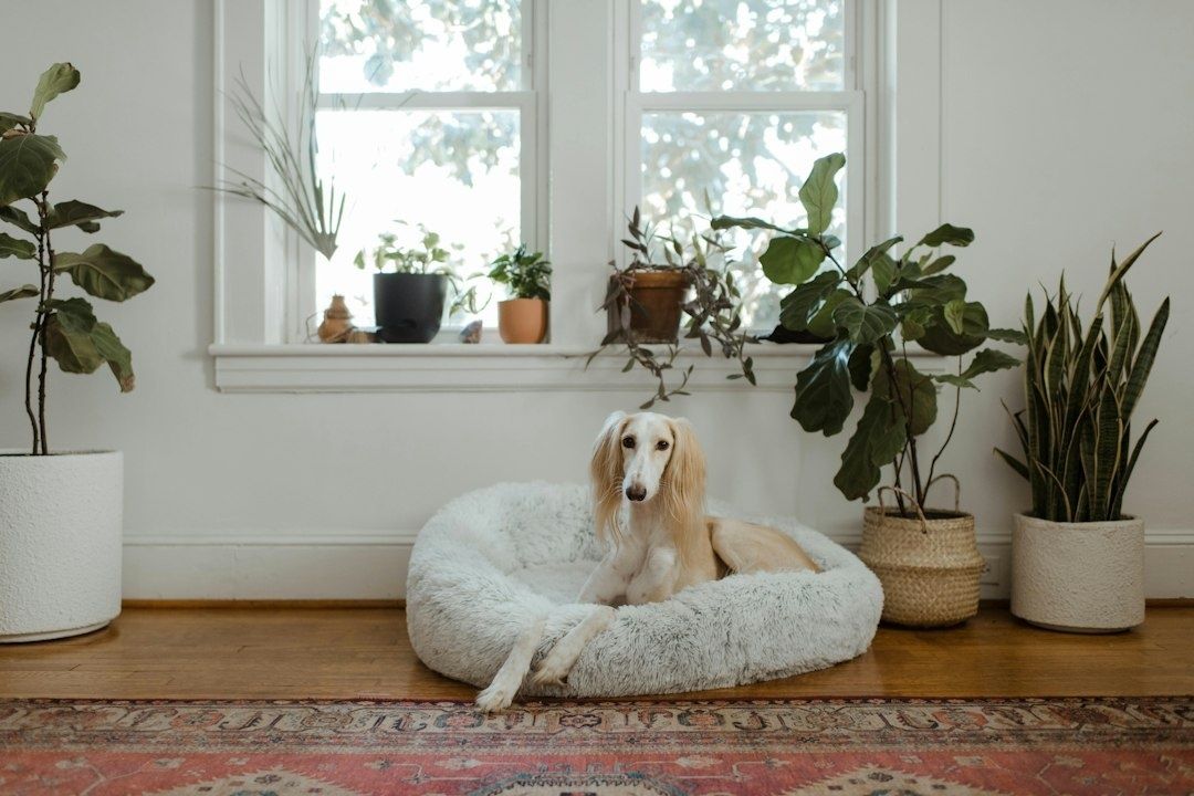 Oudere hond rust in een zacht hondenbed tussen kamerplanten