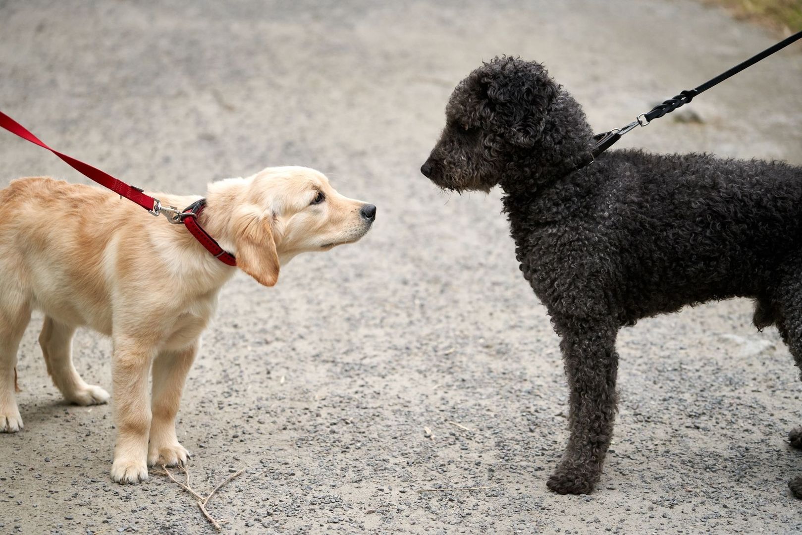 Twee aangelijnde honden benaderen elkaar voorzichtig op een pad