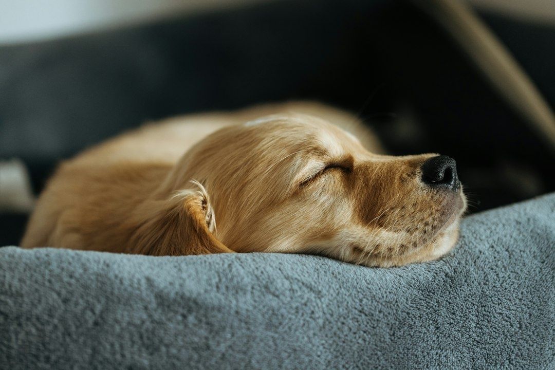 Rustig slapende hond op een zachte grijze mand