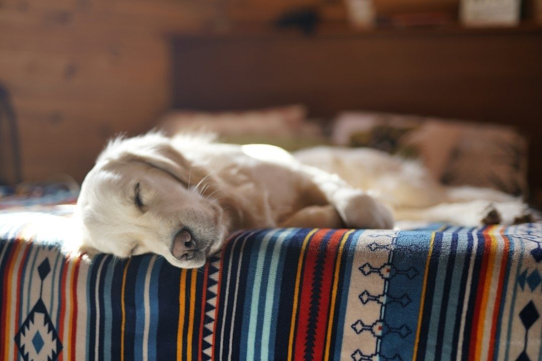 Slapende hond ontspant alleen op een kleurrijk kleed in het zonlicht